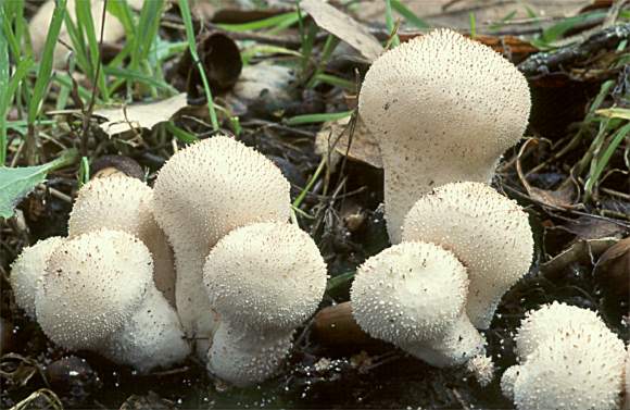 Lycoperdon perlatum